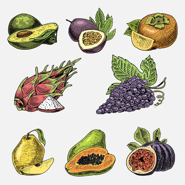 Ensemble de fruits frais gravés, dessinés à la main, végétariens, végétaux, raisin vintage, papaye, pitaya ou fruit du dragon, fruits de la passion, avocat et figue commune — Image vectorielle