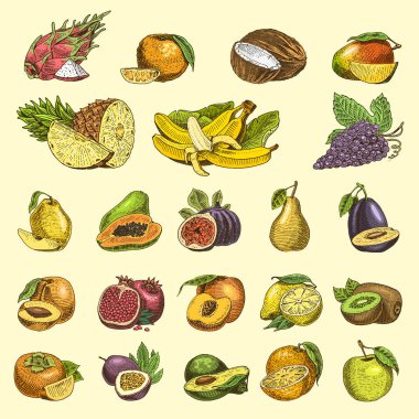 el kümesi oyulmuş taze meyve, vejetaryen yemek, bitkiler, vintage portakal ve elma, Hindistan cevizi, gragonfruit, armut, şeftali, üzüm Erik tanzim.