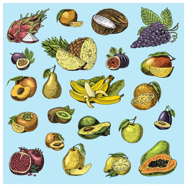 Set hand getrokken, gegraveerde vers fruit, vegetarische gerechten, planten, vintage oranje en appel, druif met kokos, gragonfruit, peer, perzik, pruim. — Stockvector