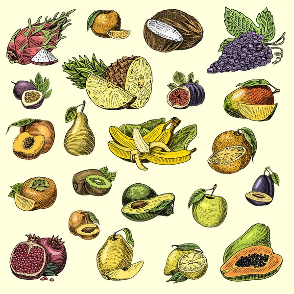 Conjunto de frutas frescas, alimentos vegetarianos, plantas, naranja vintage y manzana, uva con coco, gragonfruit, pera, melocotón, ciruela . — Vector de stock