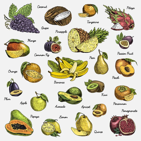 Conjunto de frutas frescas, alimentos vegetarianos, plantas, naranja vintage y manzana, uva con coco, gragonfruit, pera, melocotón, ciruela . — Vector de stock