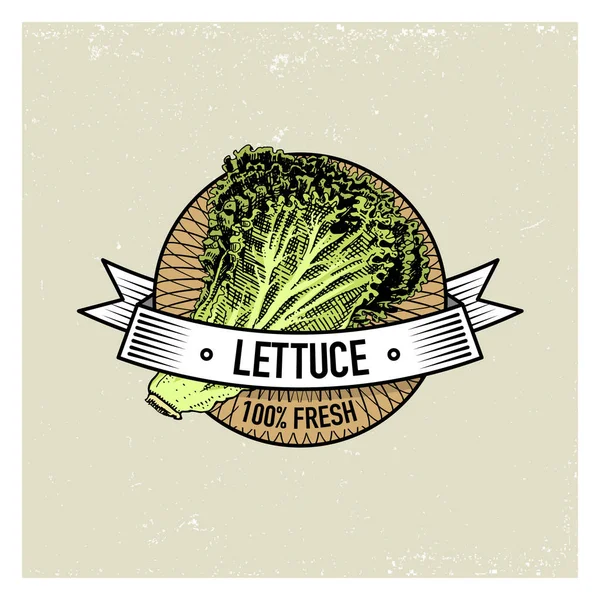 Saláta Vintage címkék, matricák, vagy logó a vegetáriánusok élelmiszer, a zöldségek kézzel rajzolt vagy gravírozott. Retro farm amerikai stílusú. — Stock Vector