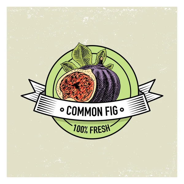 Higo común Vintage, fruta fresca extraída a mano, plantas de verano, cítricos vegetarianos y orgánicos y otros, grabados . — Vector de stock