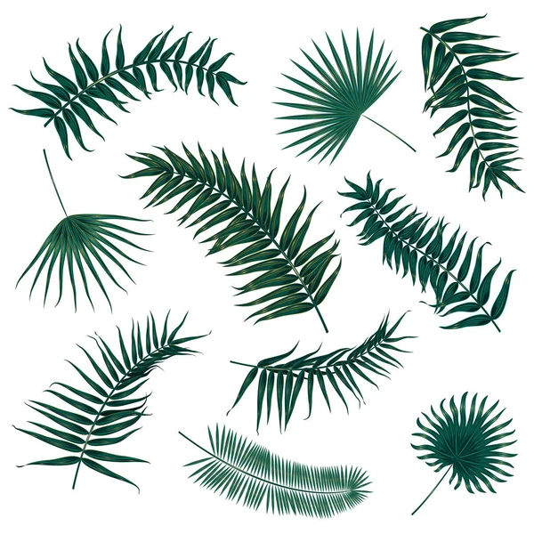 Vetor folhas de palma tropicais, folhas da selva conjunto isolado no fundo branco . —  Vetores de Stock