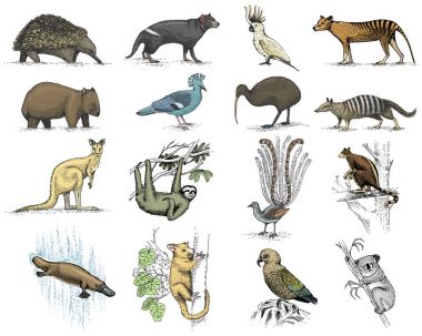 büyük Avustralya ve Yeni Zelanda sembolleri kümesi, hayvan oyulmuş, el çekilmiş vektör, vintage çizim tasmanian kurt, kea papağan, opossum, ördek gagalı ornitorenk, şeytan, numbat. Wombat, koala, kivi kuş.