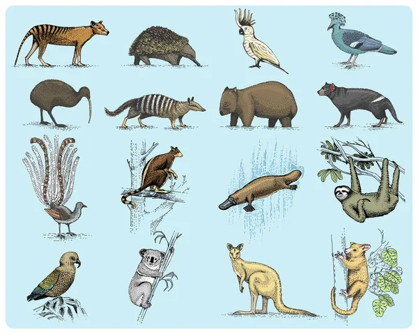 Grand ensemble de symboles australiens et néo-zélandais, animal gravé, vecteur dessiné à la main, loup tasmanien dessin vintage, perroquet kea, opossum, canard facturé platypus, diable, numbat. wombat, koala, oiseau kiwi . — Image vectorielle