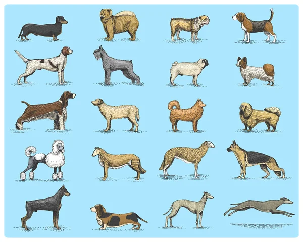 狗的品种刻，木刻底板风格，复古绘图物种手绘矢量图。帕格和 setter，与斯皮茨、 史宾格犬惠猎犬杜宾犬、 牧羊人的狮子狗. — 图库矢量图片