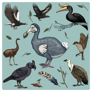 elle çizilmiş vektör gerçekçi kuş, sketch grafik stili, ev içi kullanımına yönelik ayarlayın. Kızıl akbaba ve geniş gagalı papağan. Gergedan Kartallar ve soyu tükenmiş bir türü. Moa, dodo ve tüy. Yuva yumurta ile.