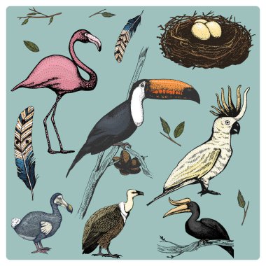 elle çizilmiş vektör gerçekçi kuş, sketch grafik stili, ev içi kullanımına yönelik ayarlayın. Griffon akbabalar, Kakadu papağan. Gergedan Kartallar, toco toucan, flamingo ve soyu tükenmiş türler. Moa, dodo ve tüy.