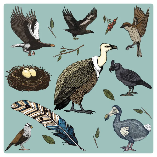 Hand drawn vector realistic bird, sketch graphic style, set of domestic. griffon vultures and broad-billed parrot. rhinoceros hornbill and extinct species. moa, dodo and feather. Nest with eggs. — Stock Vector