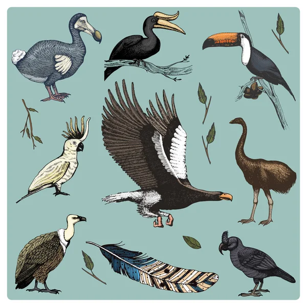 Hand drawn vector realistic bird, sketch graphic style, set of domestic. griffon vultures, cockatoo and broad-billed parrot. rhinoceros hornbill and extinct species. moa, dodo and feather. — Stock Vector