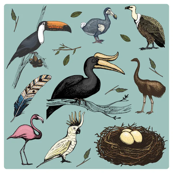 Hand getrokken vector realistische vogel, schets afbeeldingsstijl, instellen van de binnenlandse. Griffon gieren, kaketoe papegaai. neushoorn neushoornvogel, Reuzentoekan, flamingo en uitgestorven soorten. MOA, dodo en veer. — Stockvector