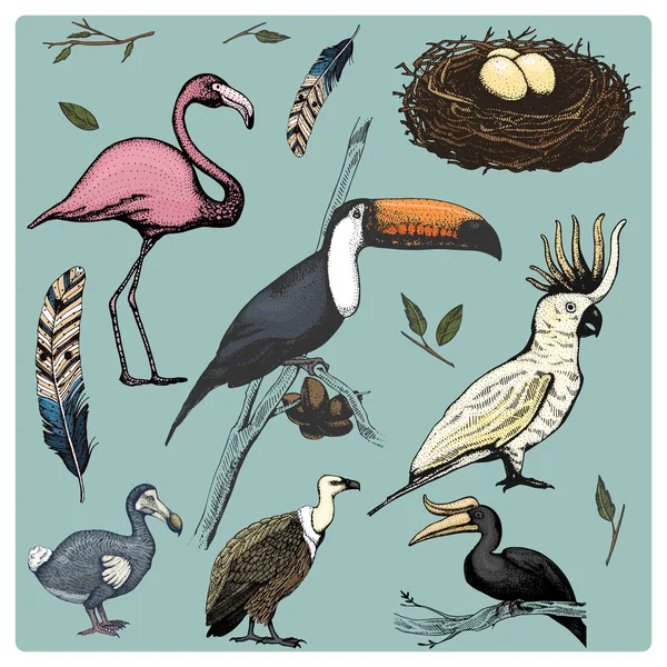 Hand getrokken vector realistische vogel, schets afbeeldingsstijl, instellen van de binnenlandse. Griffon gieren, kaketoe papegaai. neushoorn neushoornvogel, Reuzentoekan, flamingo en uitgestorven soorten. MOA, dodo en veer. — Stockvector