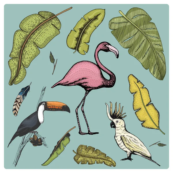 Vecteur dessiné à la main oiseau réaliste, croquis style graphique, ensemble de domestique. perroquet de cacatoès, toco toucan et flamant rose . — Image vectorielle