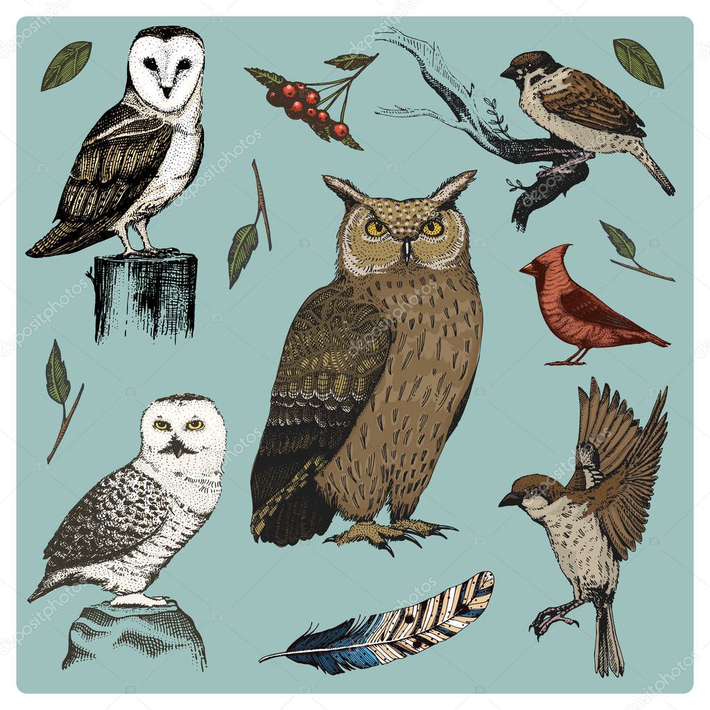 Hand drawn vector realistic bird, sketch graphic style, set of domestic. turkey and duck. goose and red cardinal. dove and sparrow. raven and feather. typo alba, white owl, barn, long-eared