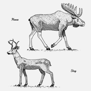 Mus ya da Avrasya elk ve geyik ya da geyik, el vintage veya retro tarzı, zooloji set çekilmiş, oyulmuş vahşi hayvanlar