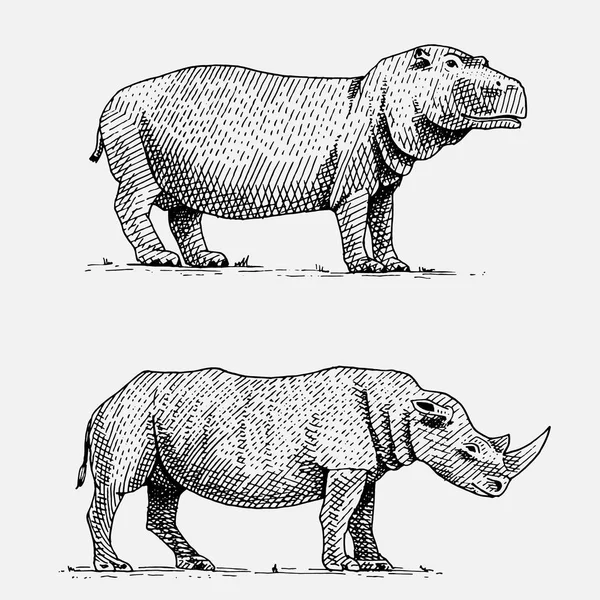 Hippopotame et rhinocéros noirs ou blancs dessinés à la main, animaux sauvages gravés dans un style vintage ou rétro, ensemble de zoologie africaine — Image vectorielle
