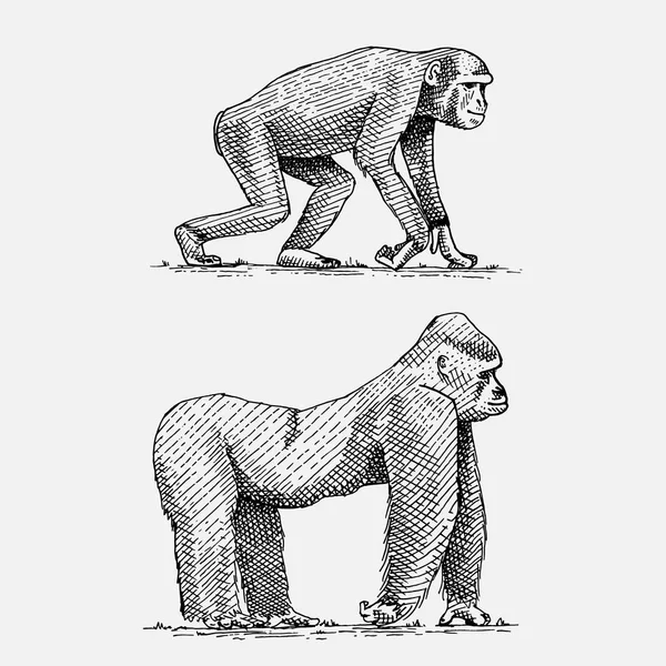 Gorila occidental o de montaña y chimpancé dibujados a mano, animales salvajes grabados en estilo vintage o retro, zoología africana — Vector de stock