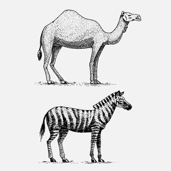 Chameau et zèbre dessinés à la main, animaux sauvages gravés dans un style vintage ou rétro, ensemble de zoologie africaine — Image vectorielle