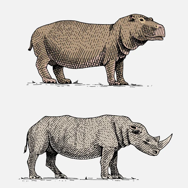 Hipopótamo y rinoceronte blanco o negro dibujados a mano, animales salvajes grabados en estilo vintage o retro, conjunto de zoología africana — Vector de stock