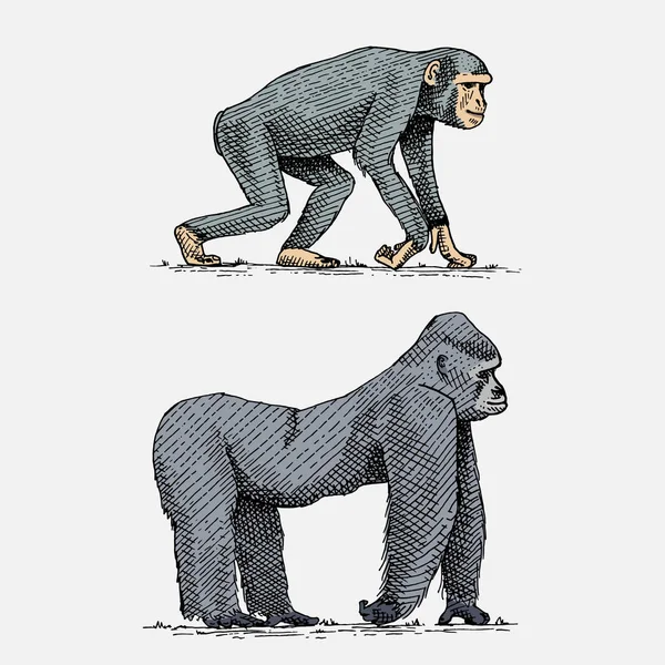 Западные или горные гориллы и шимпанзе ручной работы, выгравированные дикие животные в винтажном или ретро стиле, зоология африканского набора — стоковый вектор