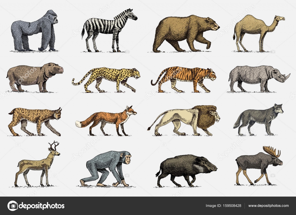 Животные на карте природных зон. Животные на одной картинке. Много животных на одной картинке. Дальневосточный гепард. Статистика заболеваний животных.