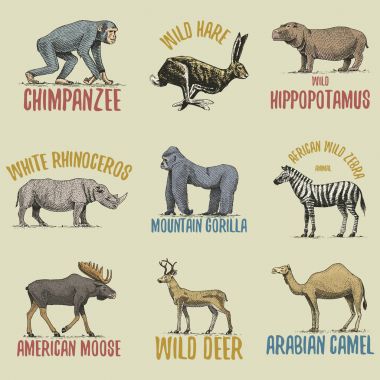 Wild gorilla, moose or eurasian elk, camel and deer, zebra with chimpanzee and rhinoceros, hare engraved hand drawn in old sketch style, vintage animals. logo or emblems, retro label and badge. clipart