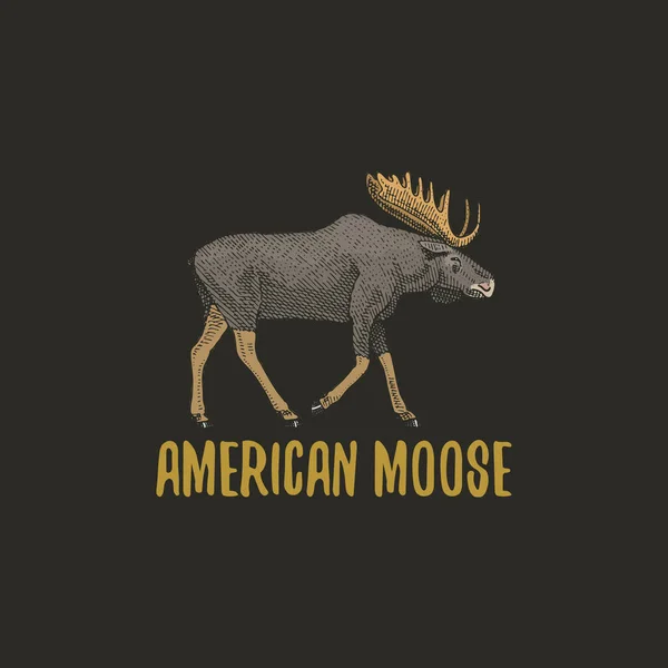 American moose or eurasian elk engraved hand drawn in old sketch style, vintage animals. logo or emblems, retro label and badge. — Stock Vector