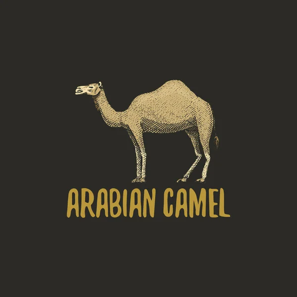 Арабийский верблюд выгравирован вручную в старом стиле эскиза, винтажные животные. логотип или эмблемы, ретро-этикетка и бейдж . — стоковый вектор