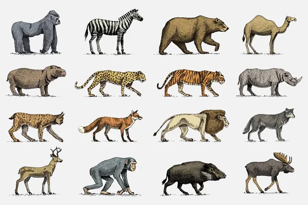 Gorille, orignal ou élan eurasien, chameau et cerf, rhinocéros. lièvre, loup et ours avec lion et tigre gravés à la main dans un vieux style esquisse. ensemble animaux sauvages millésimés du monde. vue latérale . — Image vectorielle