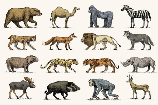 Gorille, orignal ou élan eurasien, chameau et cerf, rhinocéros. lièvre, loup et ours avec lion et tigre gravés à la main dans un vieux style esquisse. ensemble animaux sauvages millésimés du monde. vue latérale . — Image vectorielle