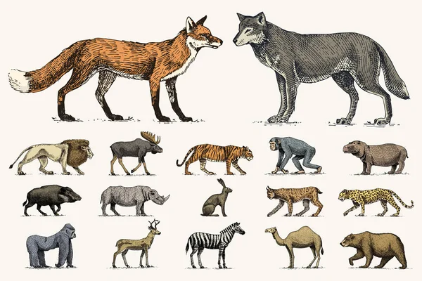 ゴリラ、ムースや鹿、サイ、ラクダをユーラシアのエルク。ウサギ、オオカミ、ライオンとトラとクマ古いスケッチ スタイルで描画の手に刻まれています。世界からヴィンテージの野生動物を設定します。横から見た図. — ストックベクタ