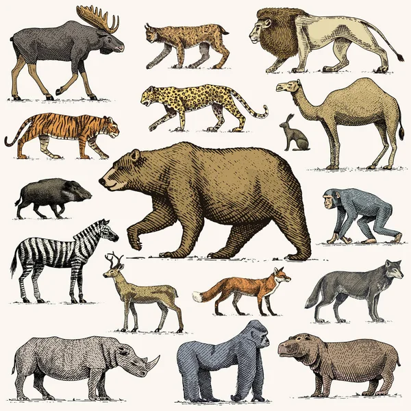 Gorille, orignal ou élan eurasien, chameau et cerf, rhinocéros. lièvre, loup et ours avec lion et tigre gravés à la main dans un vieux style esquisse. ensemble animaux sauvages millésimés du monde. vue latérale . — Image vectorielle