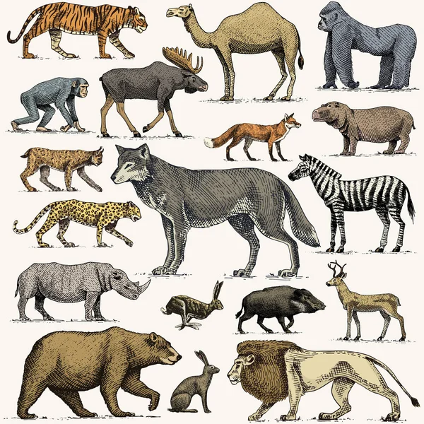 Gorille sauvage, orignal ou élan eurasien, chameau et cerf, rhinocéros. lièvre, loup et ours avec lion et tigre gravés à la main dans le vieux style croquis, animaux sauvages vintage du monde entier. vue latérale . — Image vectorielle