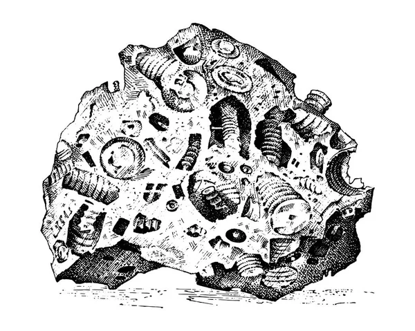 화석된 식물, 돌, 미네랄, 결정, 선사 시대 동물, 고고학 또는 고생물학. 조각화 화석. 오래 된 스케치와 빈티지 스타일에 새겨진된 핸드. — 스톡 벡터