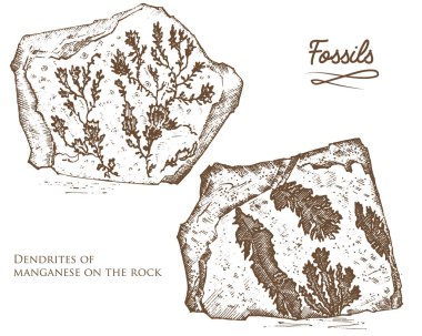 Fosilleşmiş bitkiler, taşlar ve mineraller, kristaller, tarih öncesi hayvanlar, Arkeoloji veya paleontoloji. parçası fosiller. oyulmuş elle çizilmiş eski kroki ve vintage tarzı.