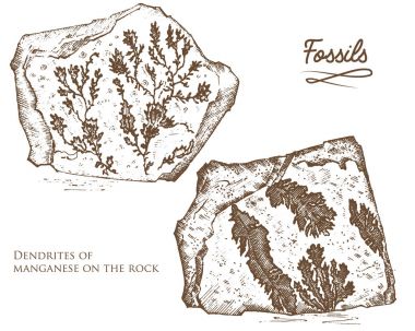Fossilized plants, stones and minerals, crystals, prehistoric animals, archeology or paleontology. fragment fossils. engraved hand drawn in old sketch and vintage style. clipart