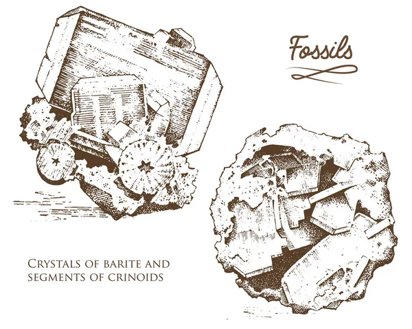 Plantas fosilizadas, piedras y minerales, cristales, animales prehistóricos, arqueología o paleontología. fragmento de fósiles. mano grabada dibujada en antiguo boceto y estilo vintage . — Archivo Imágenes Vectoriales