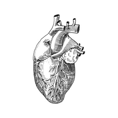 İnsan biyolojisi, organların anatomisi illüstrasyon. oyulmuş elle eski kroki ve vintage tarzı çizilmiş. Detaylı kalp ya da ruhun vücut.