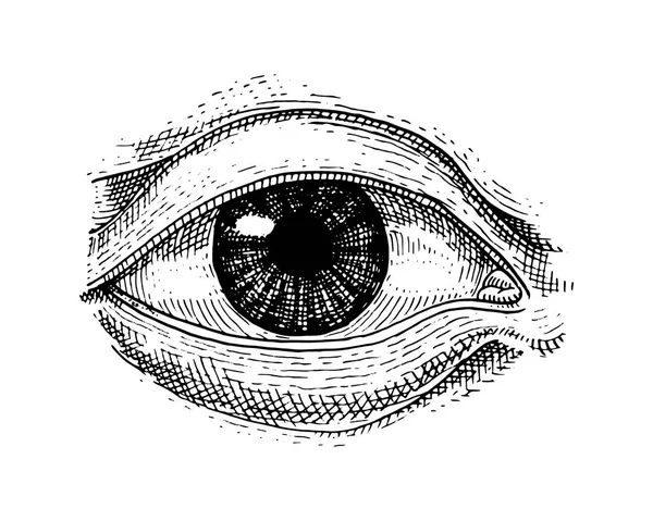 Biología humana, ilustración de anatomía de órganos. mano grabada dibujada en antiguo boceto y estilo vintage. cara ojo detallado o ver o mirar . — Vector de stock