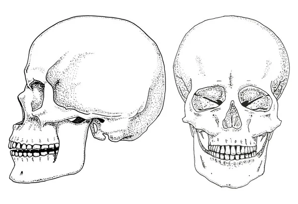 Humanbiologi, anatomi illustration. graverade handritad i gammal skiss och vintage stil. skalle eller skelett siluett. Ben i kroppen. Sidan och framifrån eller ansikte och profil. — Stock vektor