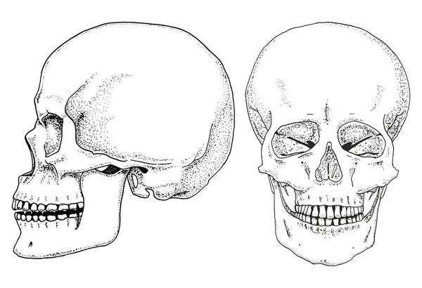 Lidské biologie, anatomie ilustrace. gravírované ručně kreslenou starý nákres a vintage stylu. lebky a kostry silueta. Kosti z těla. boční a čelní pohled nebo obličej a profil. — Stockový vektor