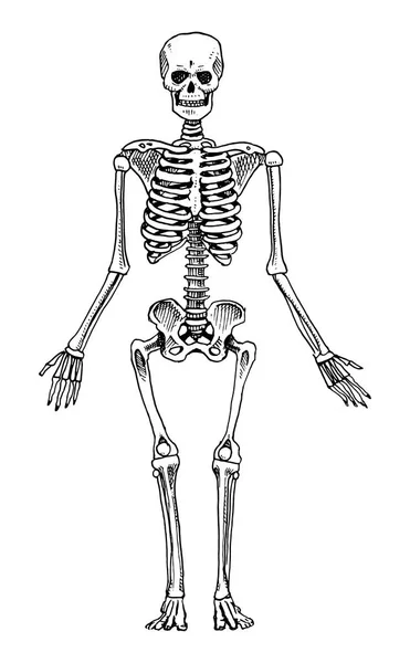 Humanbiologie, Illustration der Anatomie. Handgezeichnet in alter Skizze und im Vintage-Stil. Skelettsilhouette. Knochen des Körpers. — Stockvektor