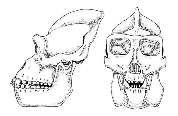 Биология горилл, анатомическая иллюстрация. выгравированная рука, выполненная в старинном стиле. Силуэт черепа обезьяны или скелета . — стоковый вектор