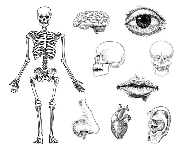 Biología humana, ilustración de anatomía. mano grabada dibujada en antiguo boceto y estilo vintage. silueta de cráneo o esqueleto. Huesos del cuerpo. labios y oreja con nariz. cerebro y corazón . — Vector de stock