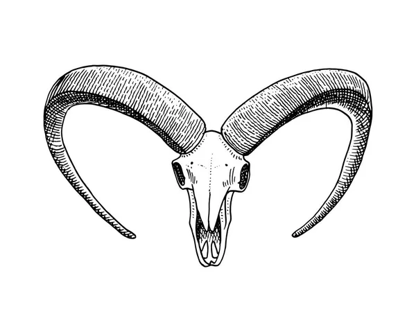 Biyoloji veya anatomi illüstrasyon. oyulmuş elle eski kroki ve vintage tarzı çizilmiş. kafatası ya da iskelet siluet. dağ keçisi. Boynuzlu hayvanlar.