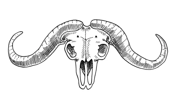 Biologi eller anatomi illustration. graverade handritad i gammal skiss och vintage stil. skalle eller skelett siluett. Afrikansk buffel. Djur med horn. — Stock vektor