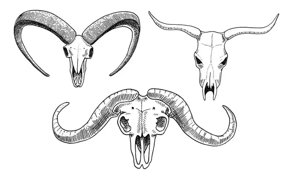 Biologia ou ilustração anatômica. mão gravada desenhada em esboço antigo e estilo vintage. silhueta de crânio ou esqueleto. Touro e cabra de montanha, búfalo africano. Animais com chifres . —  Vetores de Stock