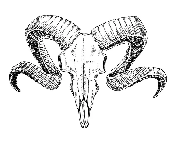 Biology or anatomy illustration. engraved hand drawn in old sketch and vintage style. skull or skeleton silhouette. ram or sheep and mutton. Animals with horns. — Stock Vector