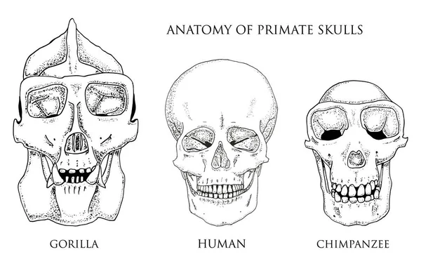 人間とチンパンジー、ゴリラ。生物学および解剖学のイラスト。刻まれた手の古いスケッチとビンテージ スタイルで描画されます。猿の頭蓋骨や骨格や骨のシルエット。フロント ビューや顔. — ストックベクタ